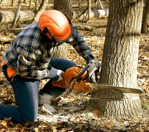 Tree Removal in Ewing, VA